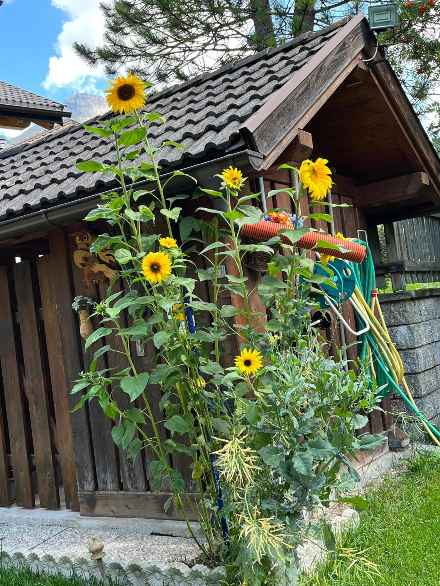 Mes Lastei Apartment Campitello di Fassa Luaran gambar